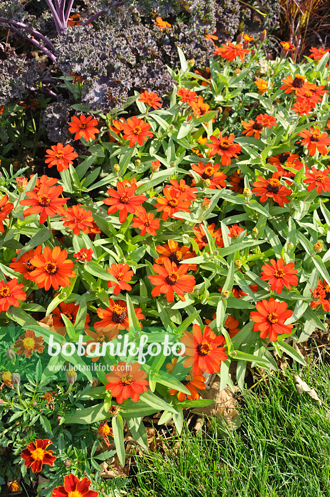 487063 - Schmalblättrige Zinnie (Zinnia angustifolia 'Profusion Orange')