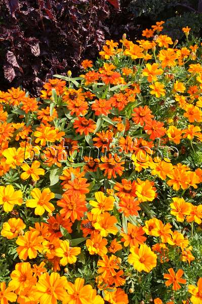 487065 - Schmalblättrige Zinnie (Zinnia angustifolia 'Profusion Orange') und Studentenblumen (Tagetes)