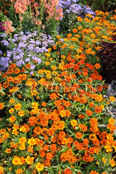 487066 - Schmalblättrige Zinnie (Zinnia angustifolia 'Profusion Orange'), Studentenblumen (Tagetes), Leberbalsam (Ageratum) und Löwenmaul (Antirrhinum)