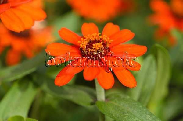 523038 - Schmalblättrige Zinnie (Zinnia angustifolia 'Profusion Orange')
