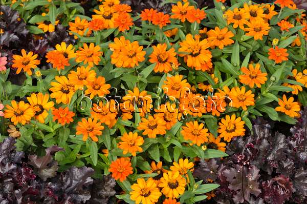 523043 - Schmalblättrige Zinnie (Zinnia angustifolia 'Amulette Orange')