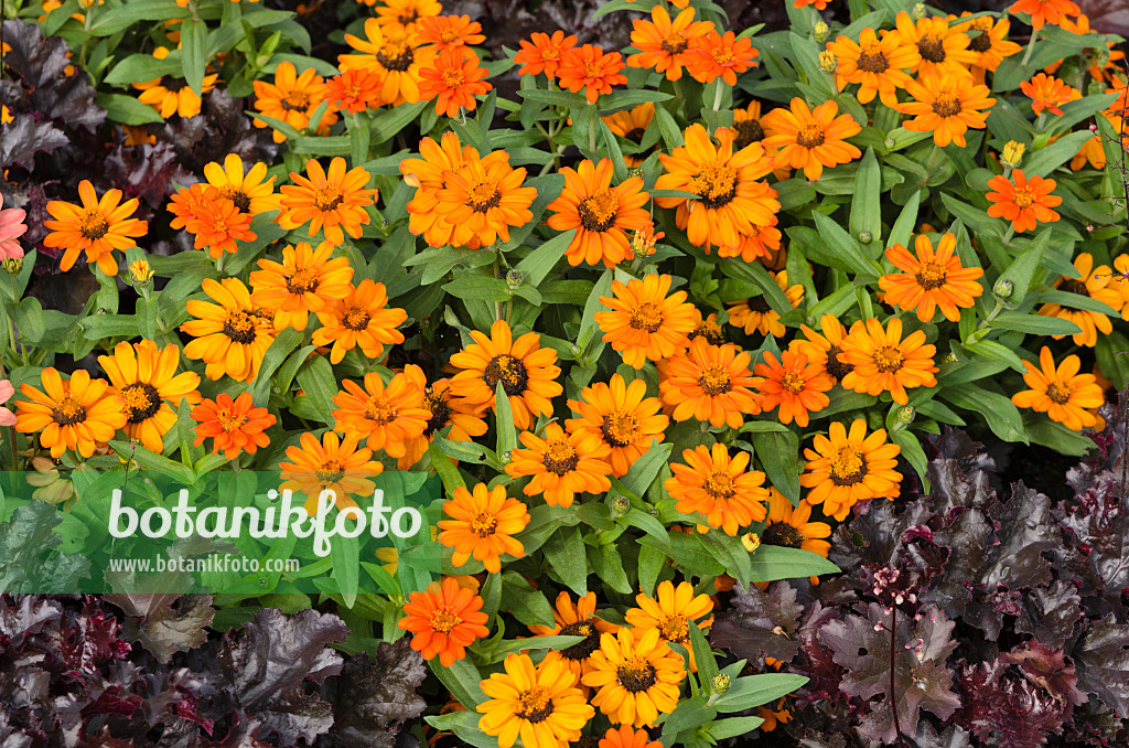 523043 - Schmalblättrige Zinnie (Zinnia angustifolia 'Amulette Orange')