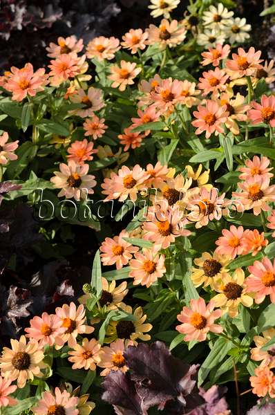 523045 - Schmalblättrige Zinnie (Zinnia angustifolia 'Profusion Apricot')