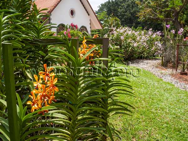 411123 - Schmaler Kiesweg und asiatisches Gartenhaus in einem blühenden Orchideengarten
