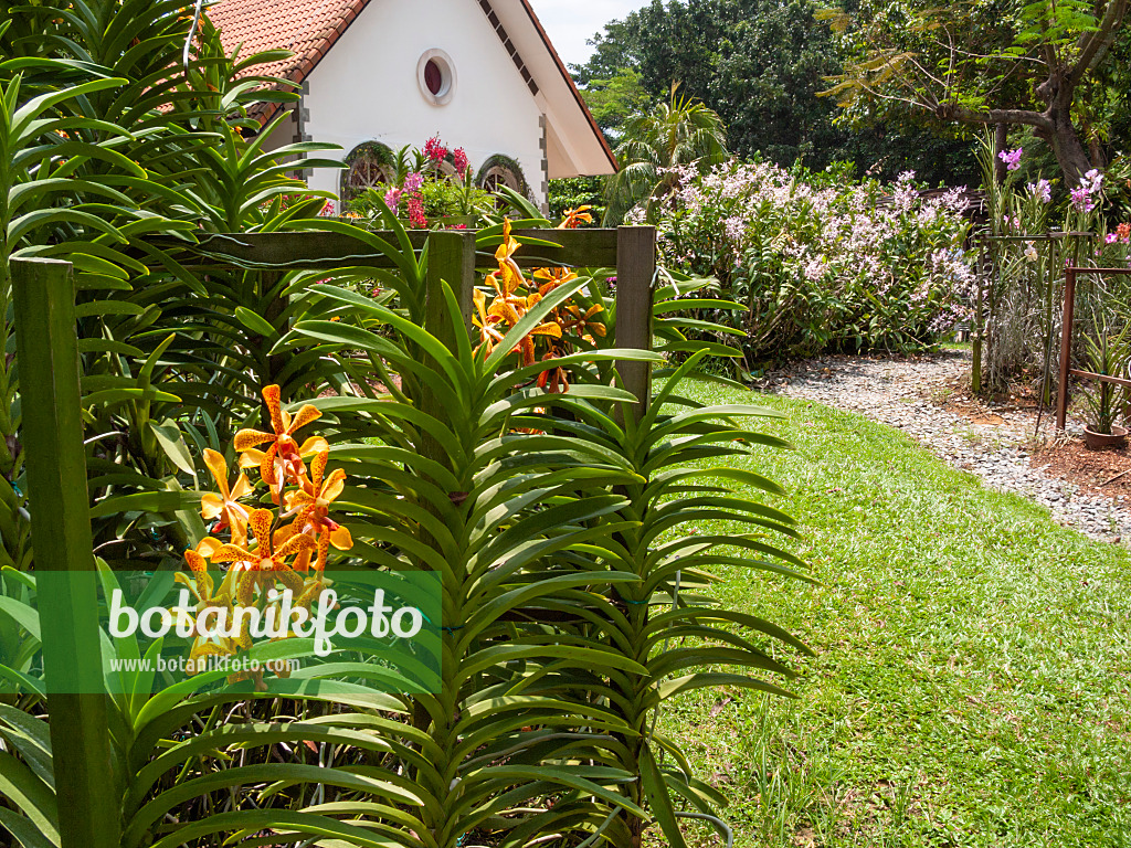 411123 - Schmaler Kiesweg und asiatisches Gartenhaus in einem blühenden Orchideengarten