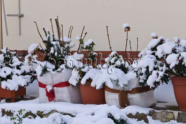 468008 - Schneebedeckte Sträucher in Kübeln mit Winterschutz