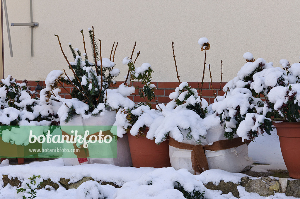 468008 - Schneebedeckte Sträucher in Kübeln mit Winterschutz