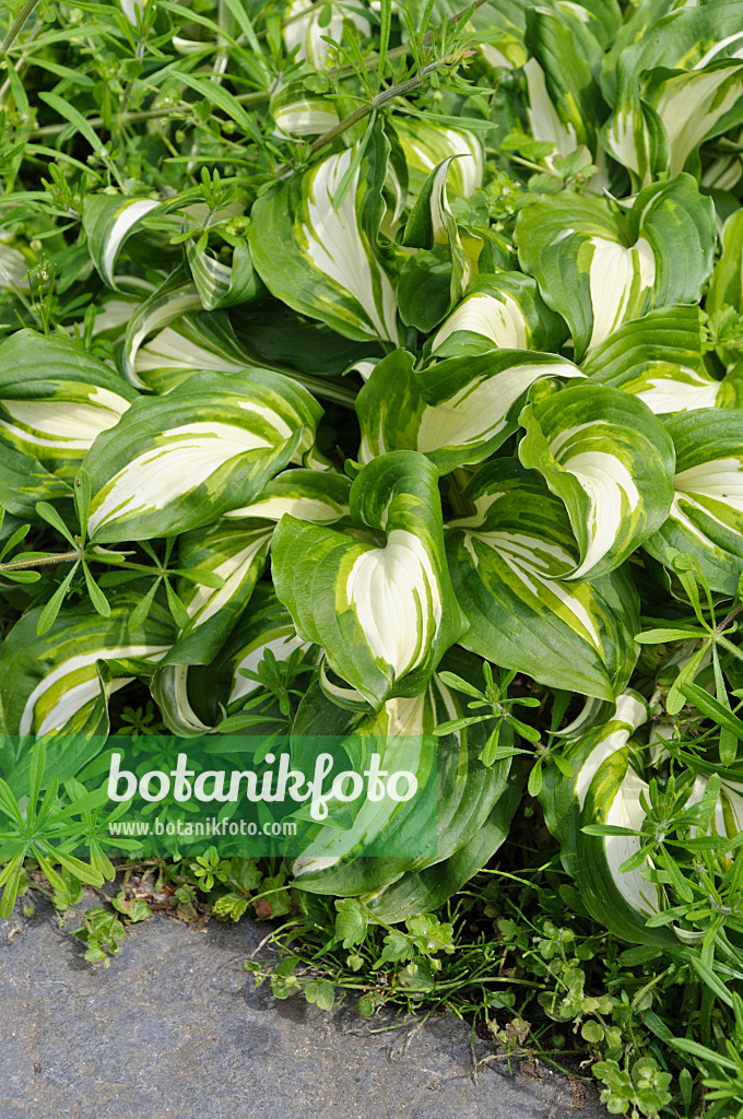 484239 - Schneefederfunkie (Hosta undulata 'Univittata')