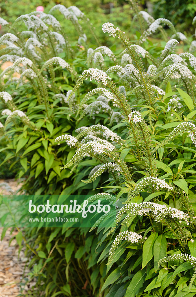 534525 - Schneegilbweiderich (Lysimachia clethroides)