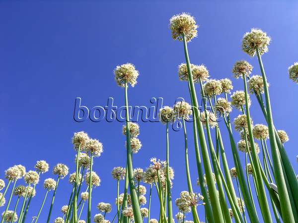 439252 - Schneeglöckchenlauch (Allium galanthum)
