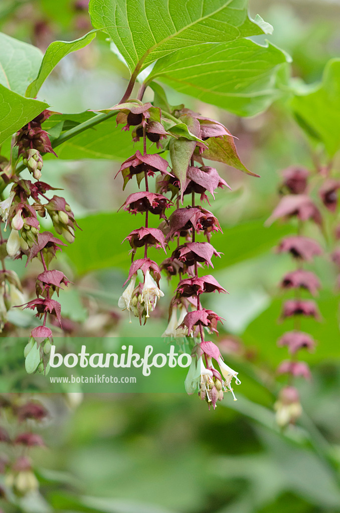 535204 - Schöne Leycesterie (Leycesteria formosa)