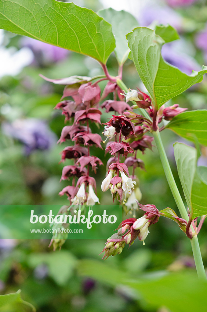 535205 - Schöne Leycesterie (Leycesteria formosa)