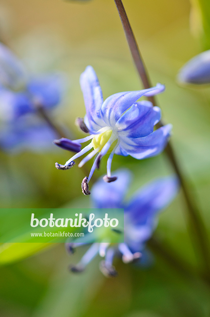 519124 - Schöner Blaustern (Scilla amoena)