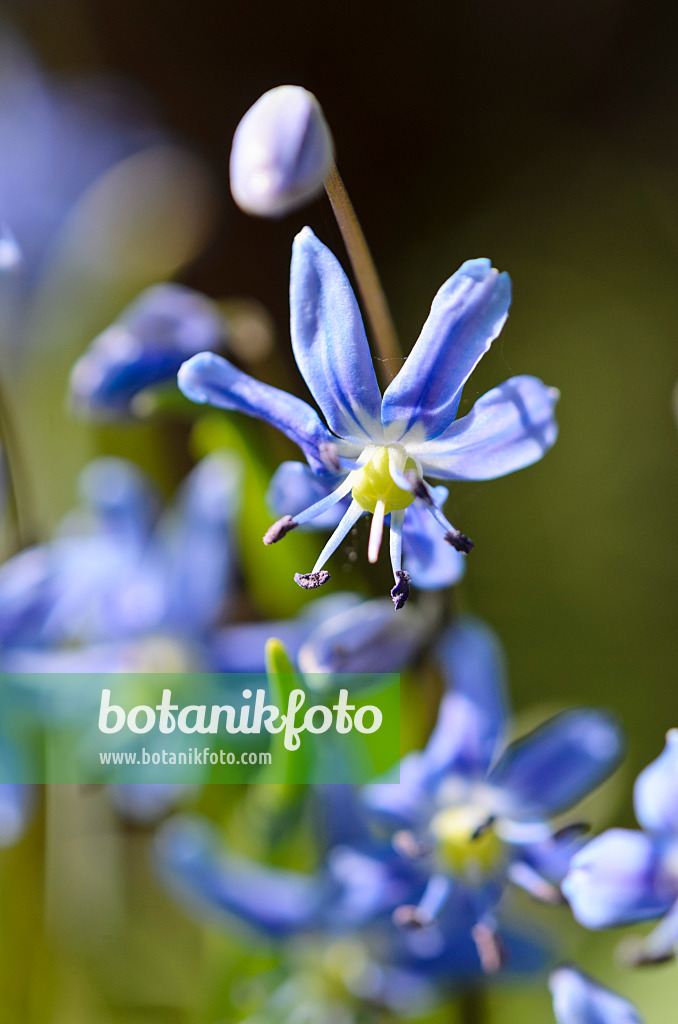 519125 - Schöner Blaustern (Scilla amoena)