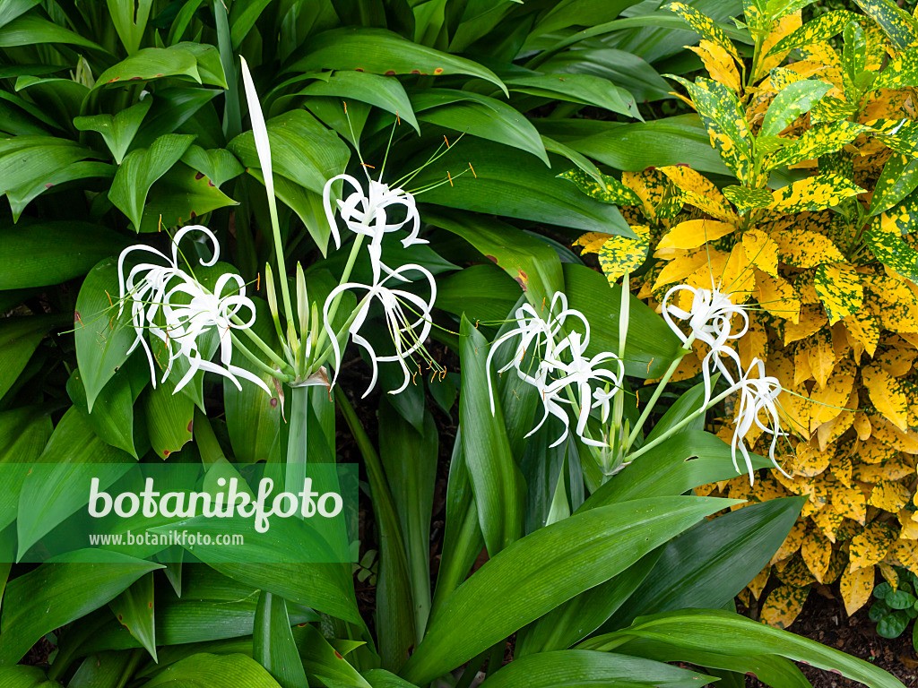 454155 - Schönhäutchen (Hymenocallis) und Kroton (Codiaeum variegatum syn. Croton variegatus)