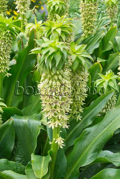 559016 - Schopflilie (Eucomis bicolor)