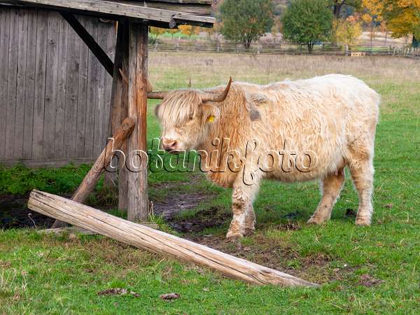 525231 - Schottisches Hochlandrind (Bos taurus) steht träge vor einer Holzhütte auf der Weide