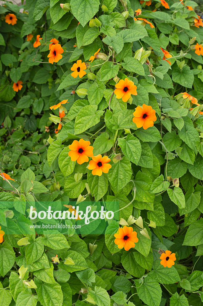 511255 - Schwarzäugige Susanne (Thunbergia alata)