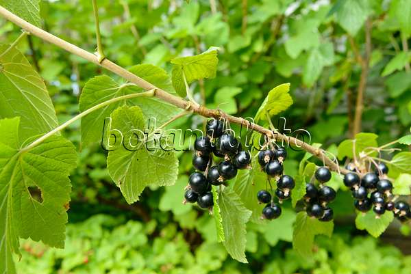 559103 - Schwarze Johannisbeere (Ribes nigrum) - Fruchtragendes Holz neben neuem Holz