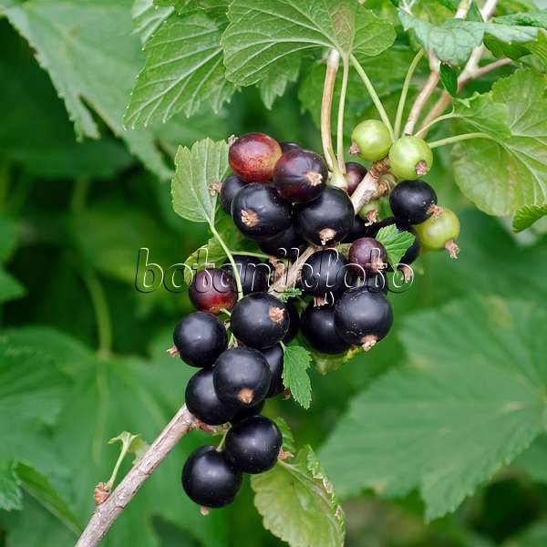 454074 - Schwarze Johannisbeere (Ribes nigrum 'Intercontinental')