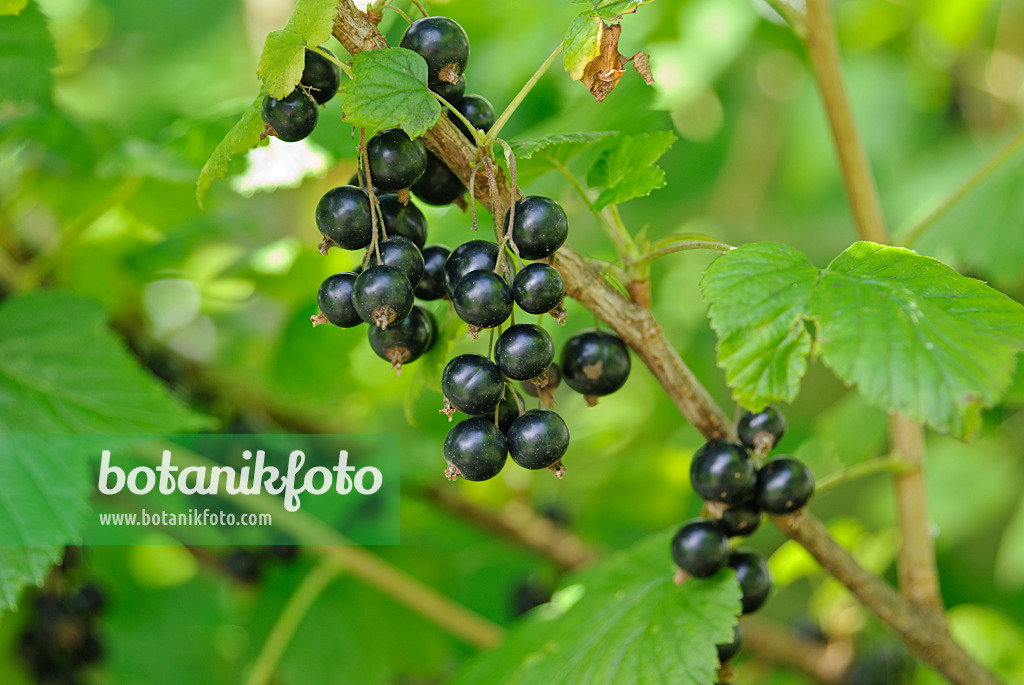 518046 - Schwarze Johannisbeere (Ribes nigrum)