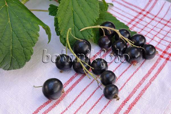 518052 - Schwarze Johannisbeere (Ribes nigrum)