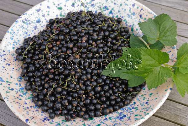 518053 - Schwarze Johannisbeere (Ribes nigrum)