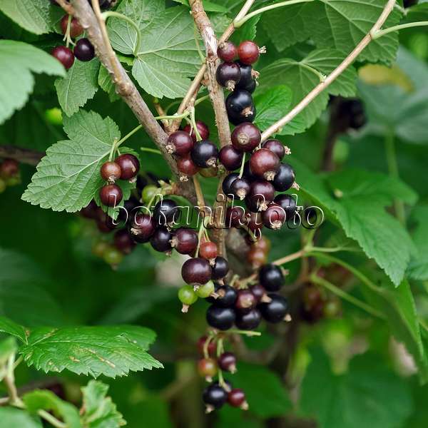 454075 - Schwarze Johannisbeere (Ribes nigrum 'Ojebyn')