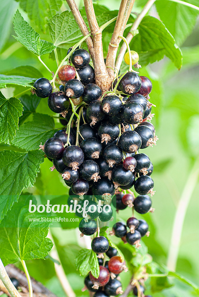 616119 - Schwarze Johannisbeere (Ribes nigrum 'Titania')