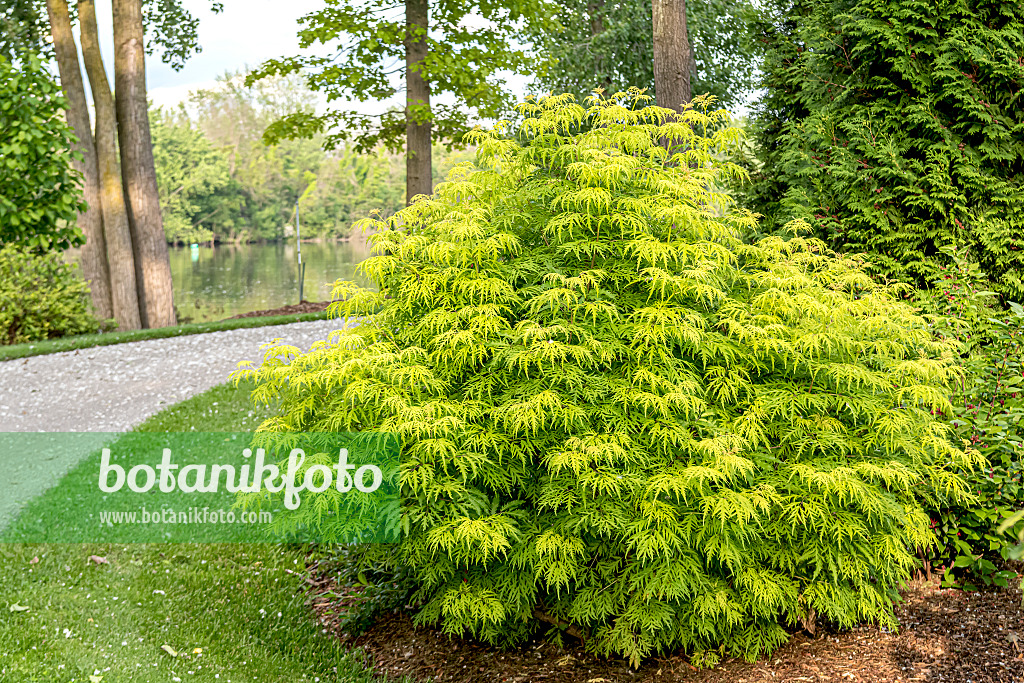 607208 - Schwarzer Holunder (Sambucus nigra 'Lemony Lace')