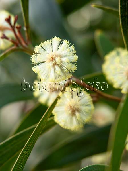 456035 - Schwarzholzakazie (Acacia melanoxylon)