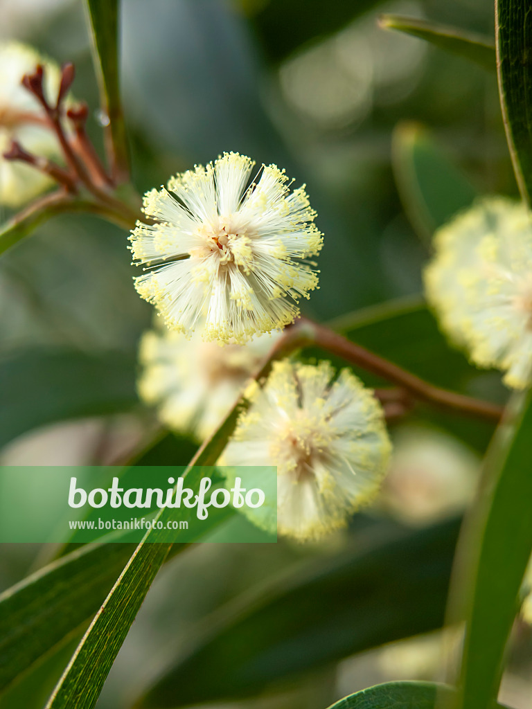 456035 - Schwarzholzakazie (Acacia melanoxylon)