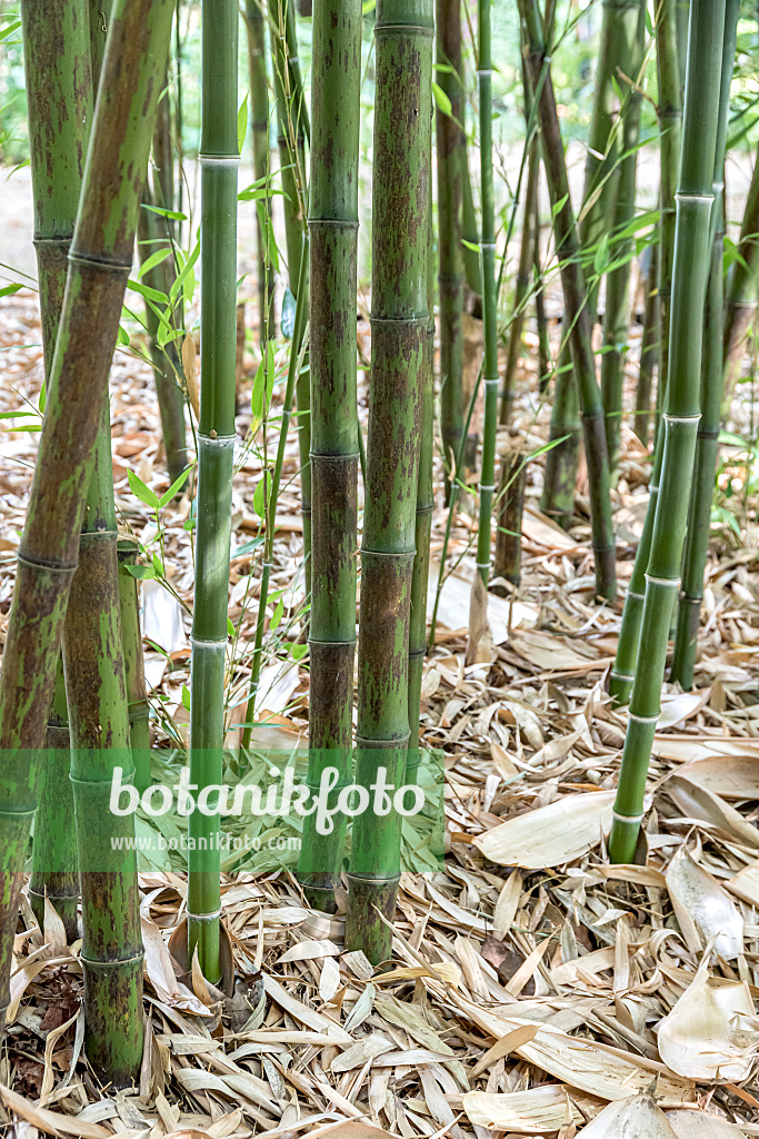 638178 - Schwarzrohrbambus (Phyllostachys nigra 'Boryana')