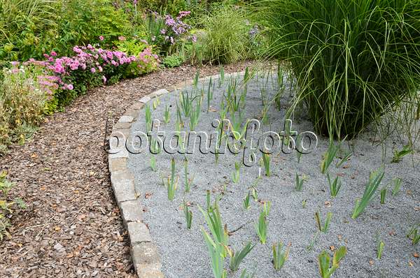 524177 - Schwertlilien (Iris) in einem mit Pflastersteinen umrahmten Kiesbeet vor einem Weg mit Rindenmulch