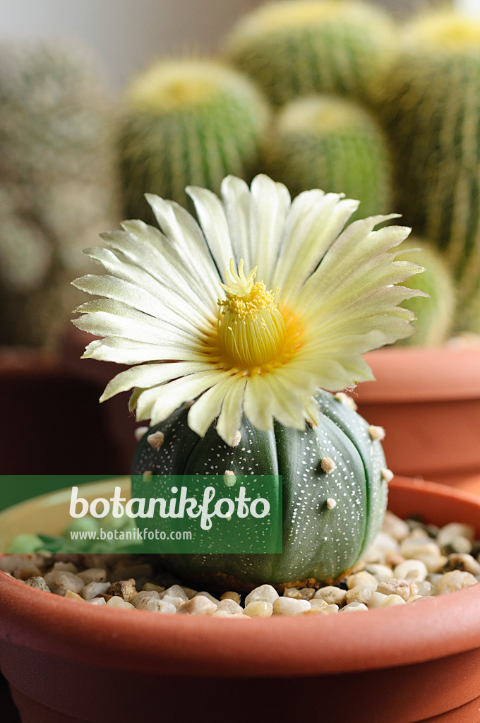 472281 - Seeigelkaktus (Astrophytum asterias)