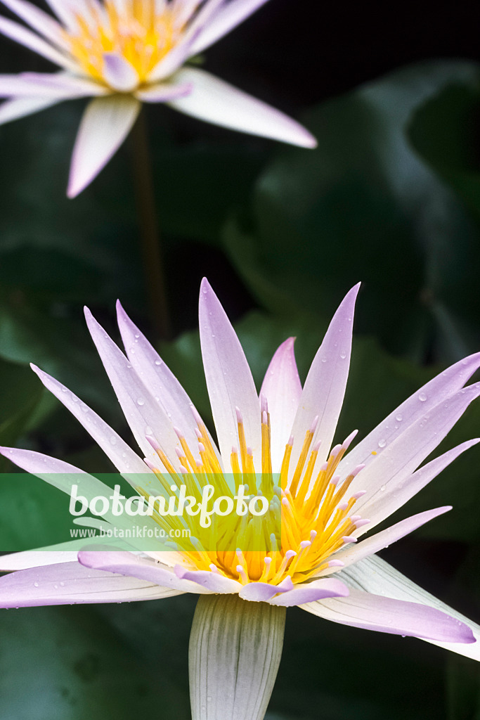 370021 - Seerose (Nymphaea x daubenyana)