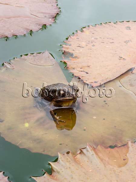 411002 - Seerose (Nymphaea) mit Kröte, die auf einem großen Seerosenblatt sitzt