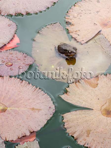 411003 - Seerose (Nymphaea) mit Kröte, die auf einem großen Seerosenblatt sitzt