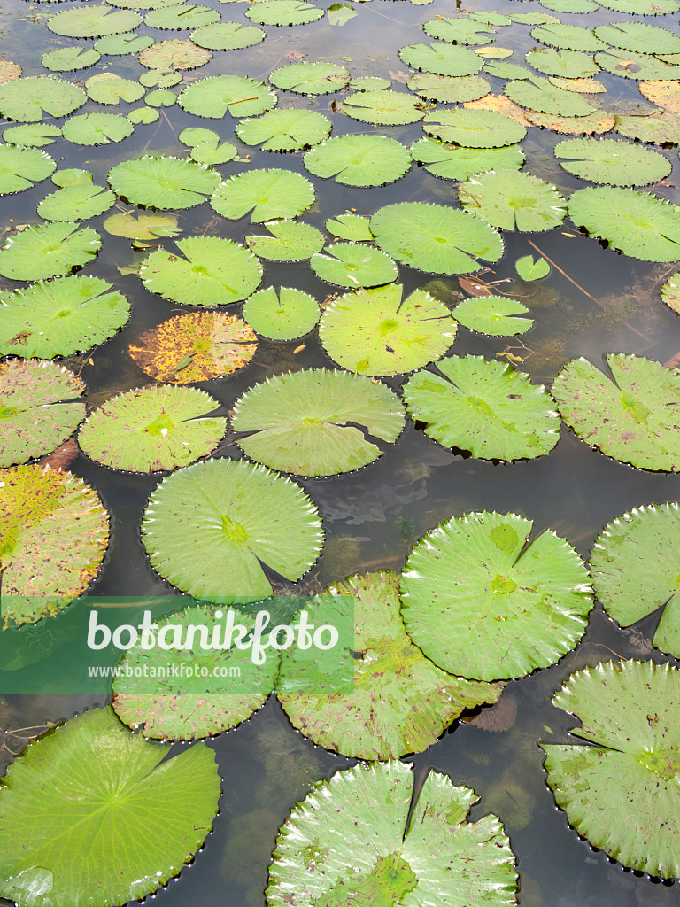 411172 - Seerose (Nymphaea) mit verschiedenfarbigen Blättern