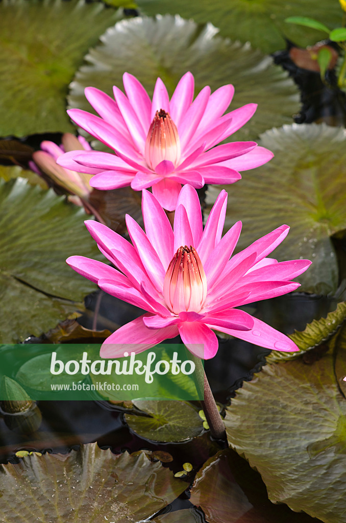 536161 - Seerose (Nymphaea Mrs. George C. Hitchcock)