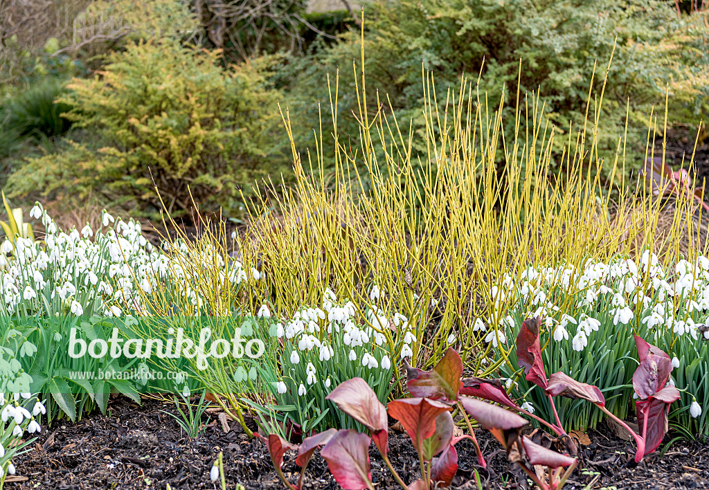 635027 - Seidiger Hartriegel (Cornus sericea 'Flaviramea' syn. Cornus stolonifera 'Flaviramea'), Herzblättrige Bergenie (Bergenia cordifolia 'Bressingham Ruby') und Kleines Schneeglöckchen (Galanthus nivalis)