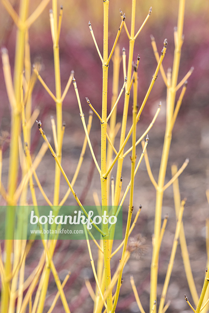 638068 - Seidiger Hartriegel (Cornus sericea 'White Gold' syn. Cornus stolonifera 'White Gold')