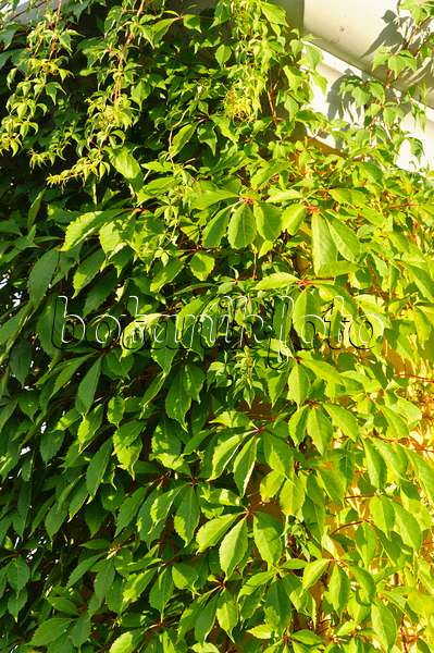 486234 - Selbstkletternde Jungfernrebe (Parthenocissus quinquefolia)