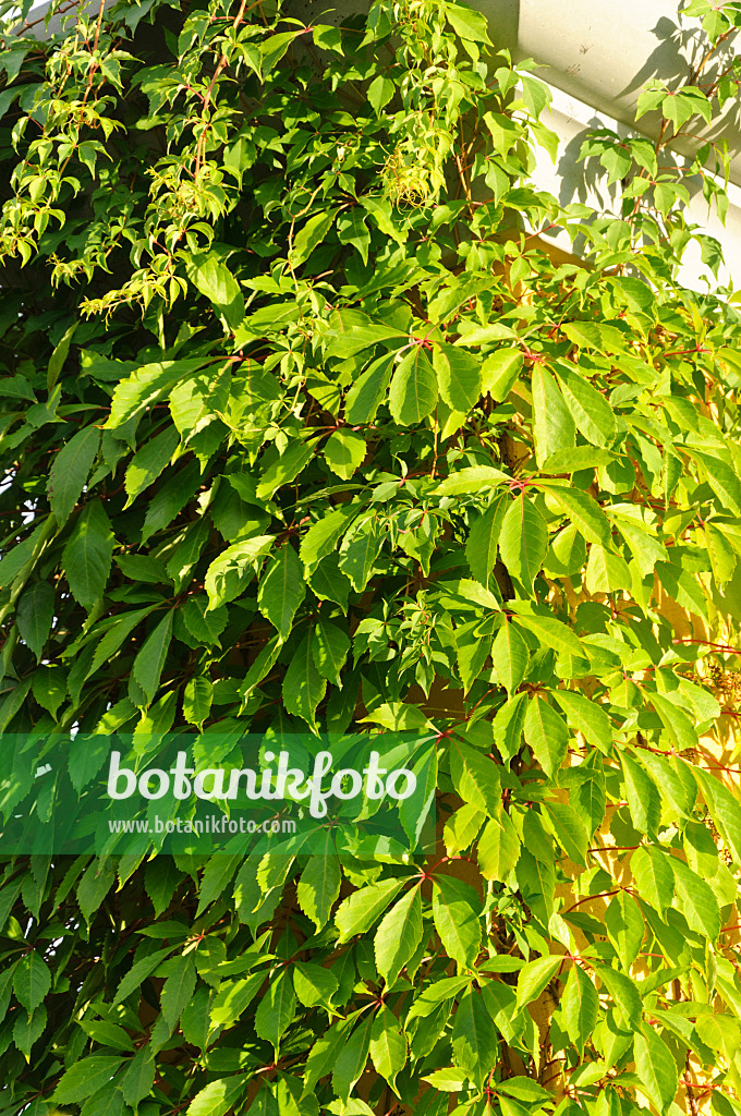 486234 - Selbstkletternde Jungfernrebe (Parthenocissus quinquefolia)