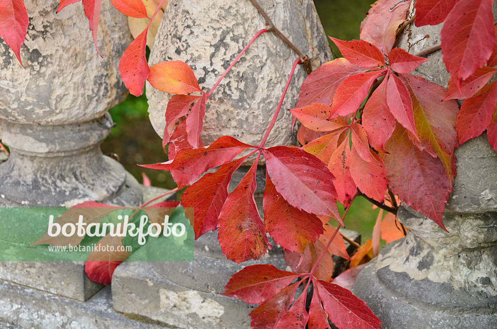 501188 - Selbstkletternde Jungfernrebe (Parthenocissus quinquefolia)