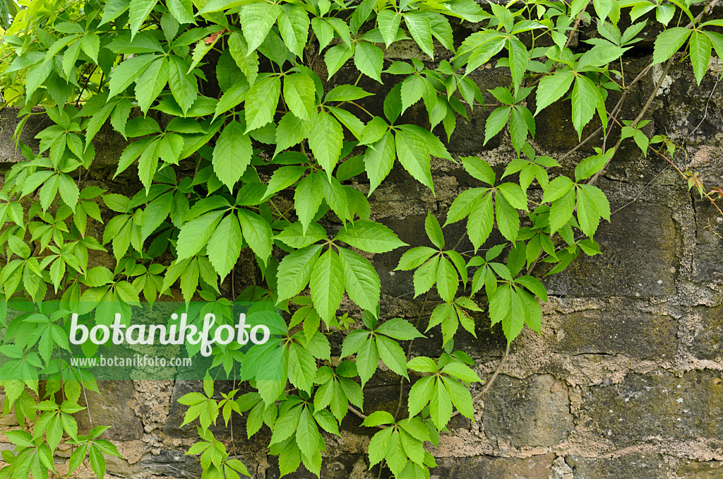 521209 - Selbstkletternde Jungfernrebe (Parthenocissus quinquefolia)