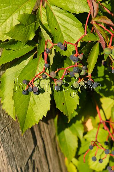 524009 - Selbstkletternde Jungfernrebe (Parthenocissus quinquefolia)