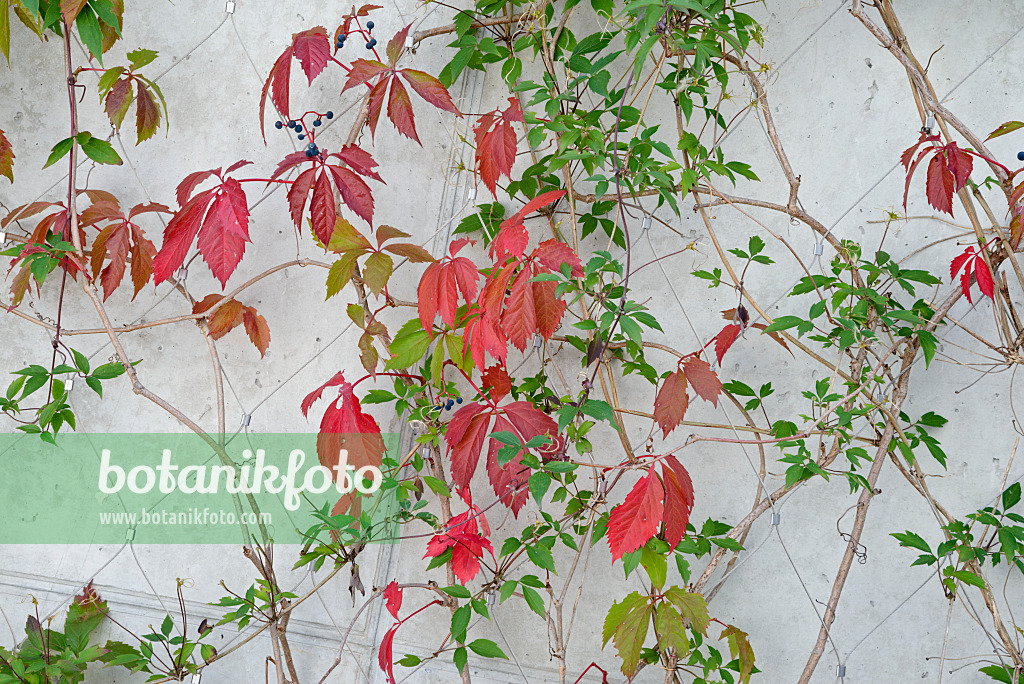 545143 - Selbstkletternde Jungfernrebe (Parthenocissus quinquefolia)