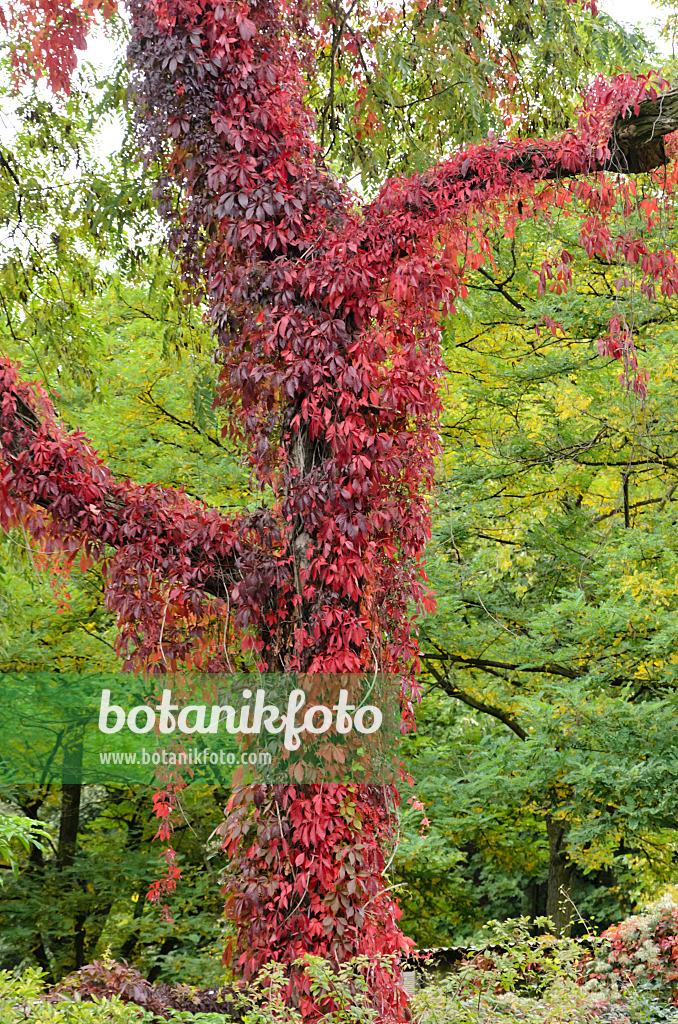 549096 - Selbstkletternde Jungfernrebe (Parthenocissus quinquefolia)