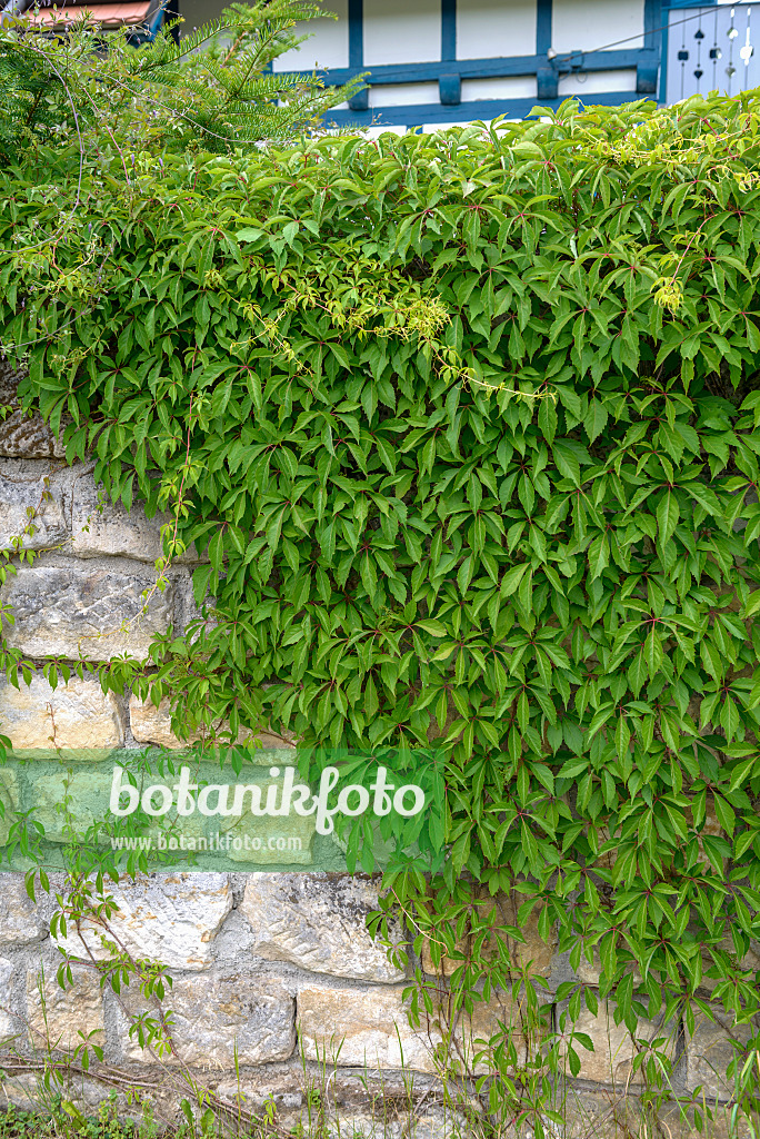 575172 - Selbstkletternde Jungfernrebe (Parthenocissus quinquefolia 'Engelmannii')